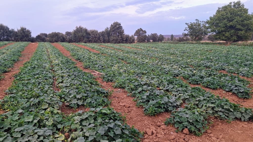 Uşak Eşme – Yeşilkavak Village: Drip-Irrigated Pickling Cucumber Fields