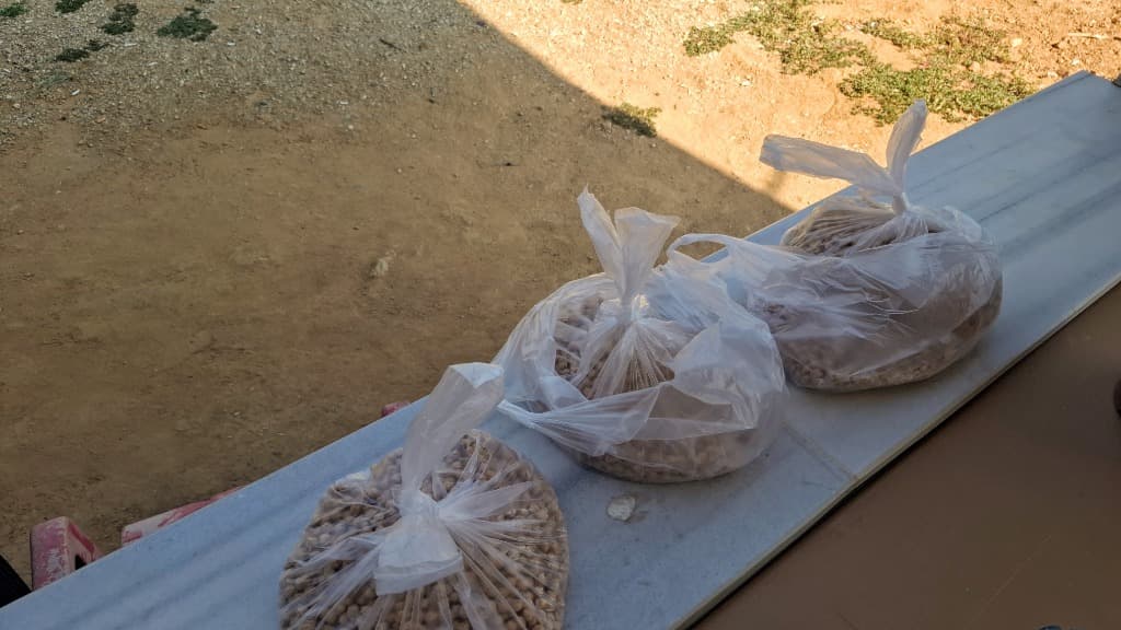 Uşak Eşme – Yeşilkavak Village: Newly Harvested Fresh Heirloom Chickpeas