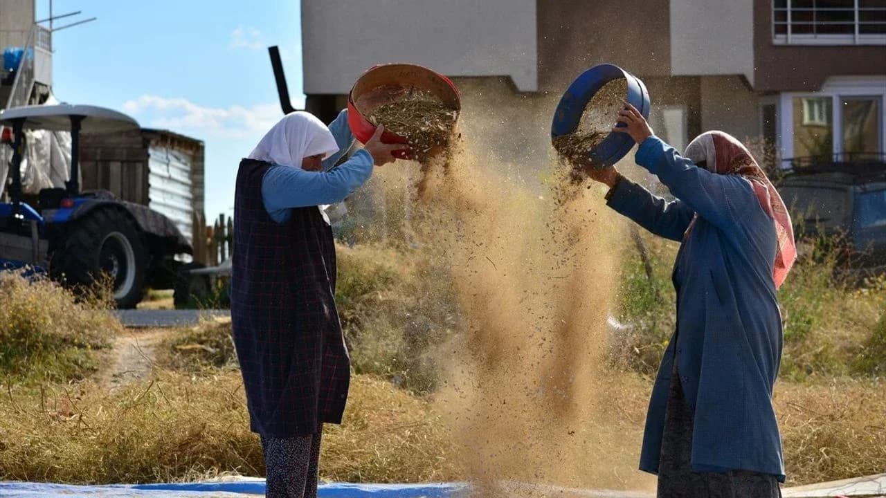 Kuru Fasulye