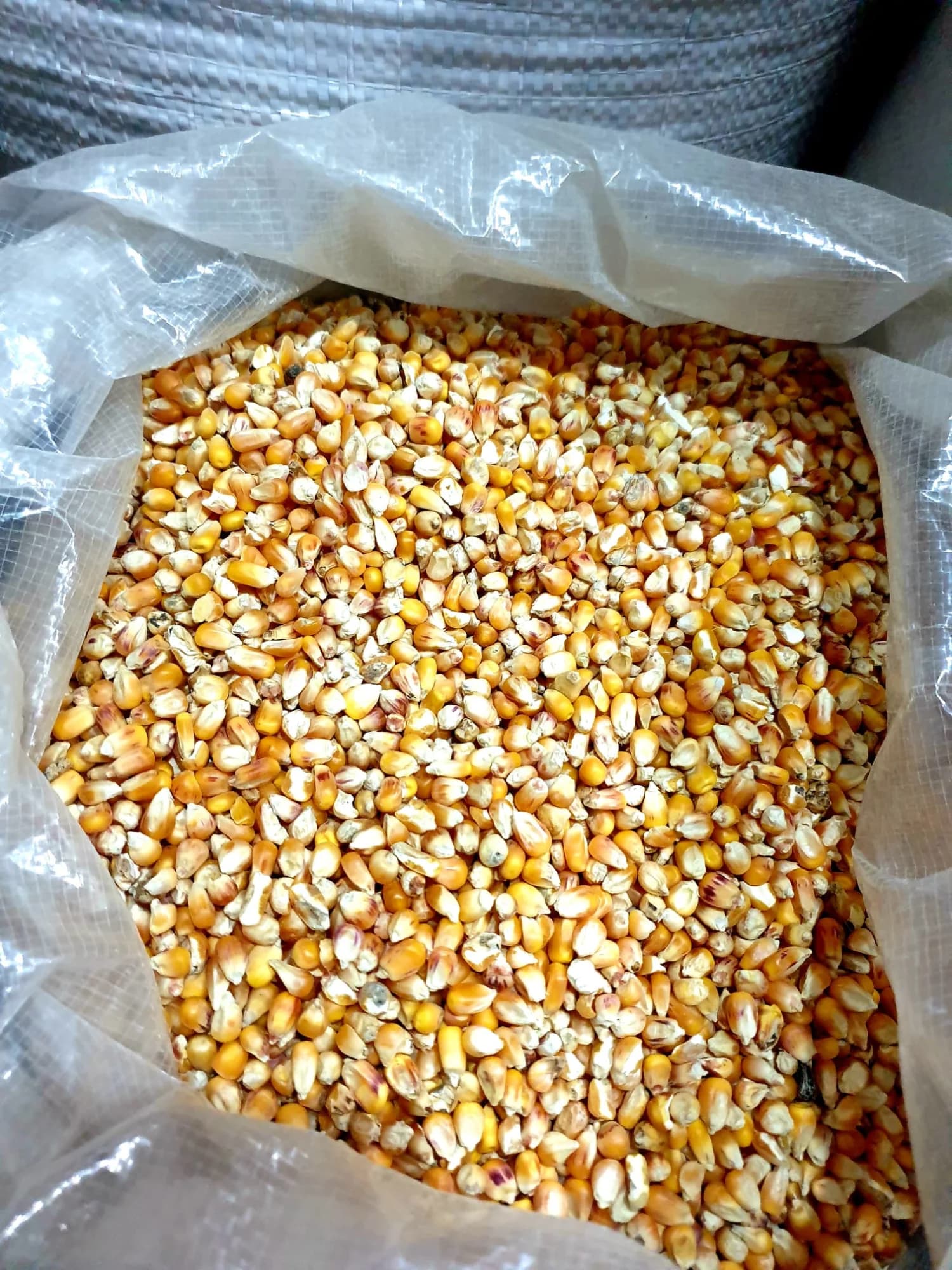 Mısır